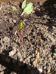 Is this Japanese knotweed?!