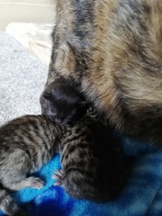 "Spayed" cat is pregnant - help!