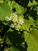 Is this Japanese knotweed?!