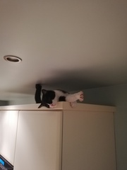 "Spayed" cat is pregnant - help!