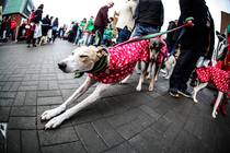 Home check for greyhound
