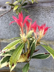 What on earth is this?