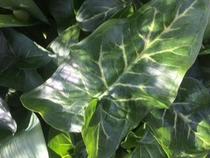 Please identify this plant