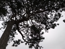 Name that tree?
