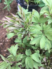 Does anyone know what this is?