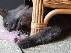 What's your DCat up to today? (Thread 7!)