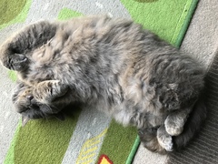 Westminstenders: And I neeeedddd moreeeee timeeeeee!