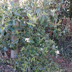 Daphne for north facing corner