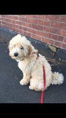 Genuinely interested - why all the poodle crosses? What puts people off a ‘proper’ poodle?