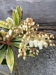 What on earth is this?