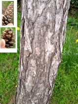 Name that tree?
