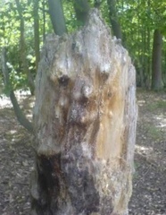 Do you see faces in things?
