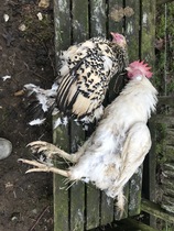 How does your dog respond to ducks/birds etc?