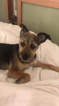 Who fancies a dog photo thread!