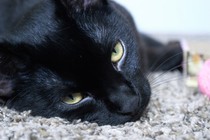 I want a cat, but how do I make sure I get one that’s not an arsehole?
