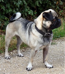 Crufts...is it cruel?