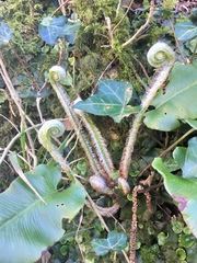 Any Witches Here? Part 7.