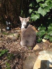 Westministenders: The DisUnited Kingdom of Remaina