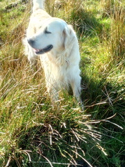 Who fancies a dog photo thread!