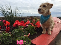 Who fancies a dog photo thread!