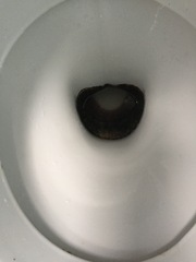 Just descaled my toilet
