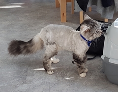 My poor boy has been scalped!