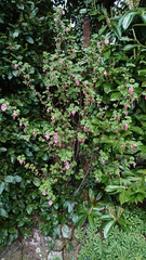 What is this shrub?