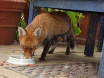 Anyone got a cat flap in a glass door?