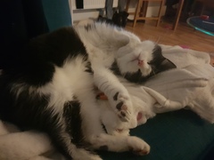 I want a cat, but how do I make sure I get one that’s not an arsehole?