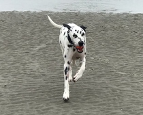 Who fancies a dog photo thread!