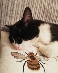 "Spayed" cat is pregnant - help!