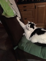 To be really creeped out by my cat?
