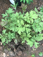 Does anyone know what this is?