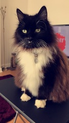 Not convinced Basil is a black cat anymore