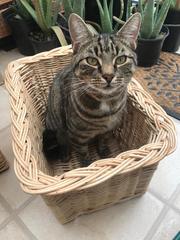 I think my cat is beautiful, show me yours 😁