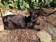 Westministenders: The DisUnited Kingdom of Remaina