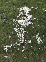 How does your dog respond to ducks/birds etc?