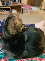 "Spayed" cat is pregnant - help!