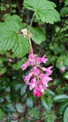 What is this shrub?