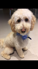 Genuinely interested - why all the poodle crosses? What puts people off a ‘proper’ poodle?