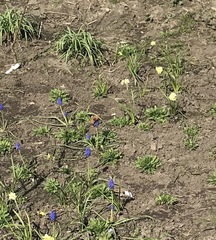 Westminstenders: Happy Brexit Day!