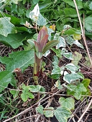 Can anyone identify this/these?