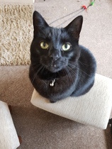 Whats your Cats name?