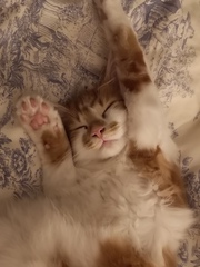Toe beans
