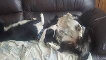 To think I'm not 'cruel' to my dog because he's not allowed on the sofa?