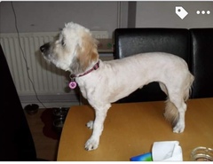 My poor boy has been scalped!