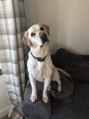 Who fancies a dog photo thread!