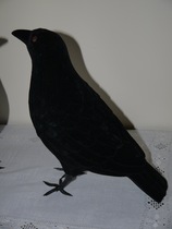 AIBU to ask if your Halloween ravens are going grey?