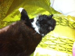 Not convinced Basil is a black cat anymore