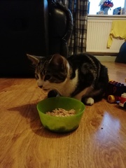 Kitten has welcomed itself into my home!
